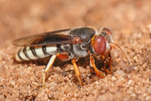 Kupite osa - zamišljena majka